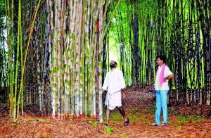 Bamboo bonanza for small farmers 1