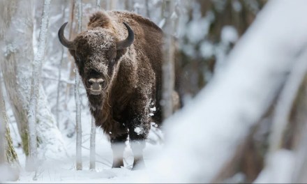 170 Bison Herd Could Offset CO2 Equal To 2 Million Cars, Study Finds