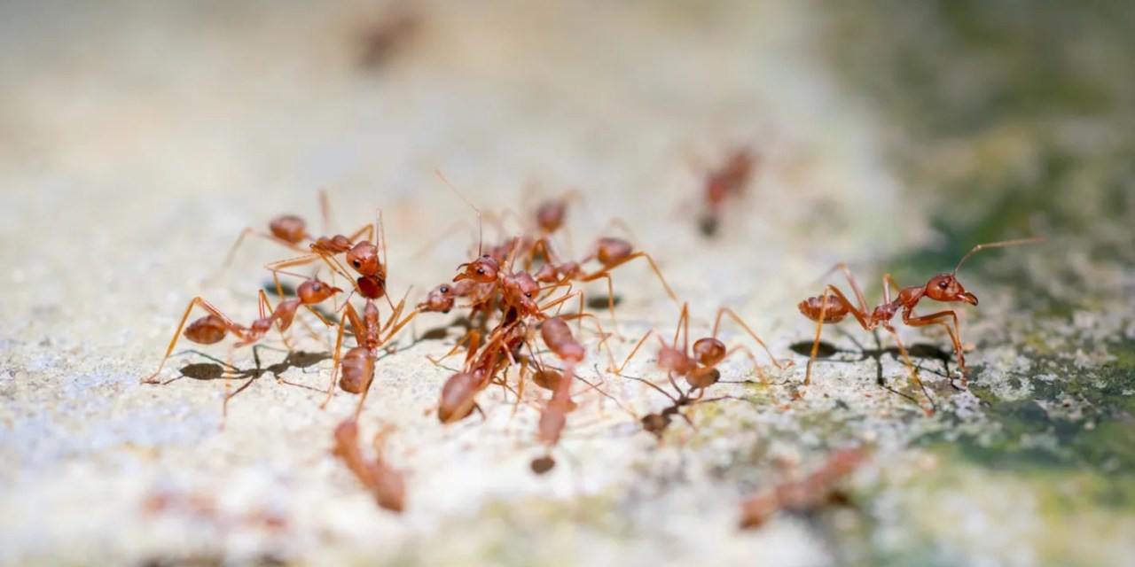 Scientists raise concerns about phenomenon observed in non-native ant species across the globe: ‘It’s deeply disconcerting’