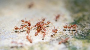 Scientists raise concerns about phenomenon observed in non-native ant species across the globe: 'It's deeply disconcerting' 1 Scientists raise concerns about phenomenon observed in non-native ant species across the globe: 'It's deeply disconcerting' 1