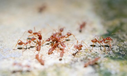 Scientists raise concerns about phenomenon observed in non-native ant species across the globe: ‘It’s deeply disconcerting’