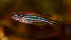 Zebrafish ‘Aquanauts’ Are Thriving on China’s Tiangong Space Station! 1