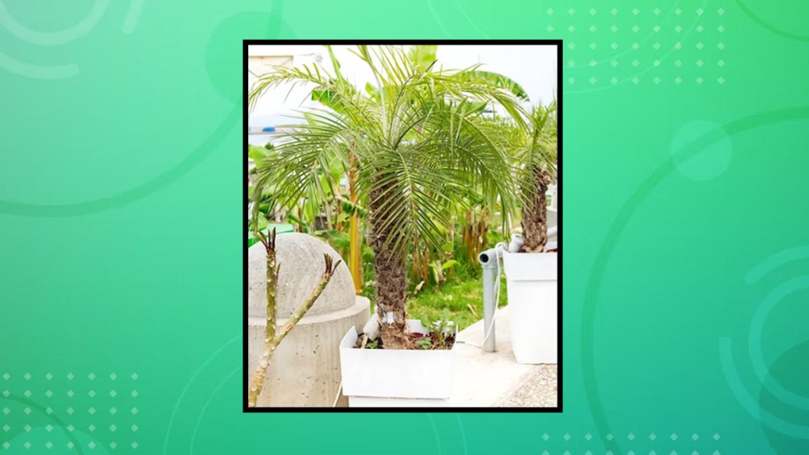 Bring The Tropics Home: 5 Stunning Palm Plants Perfect For Indoor Gardening