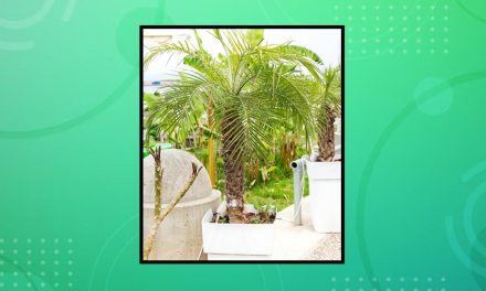 Bring The Tropics Home: 5 Stunning Palm Plants Perfect For Indoor Gardening