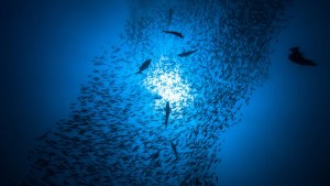 Climate change: Indian Ocean racing towards unprecedented heatwave crisis 1 Climate change: Indian Ocean racing towards unprecedented heatwave crisis 1