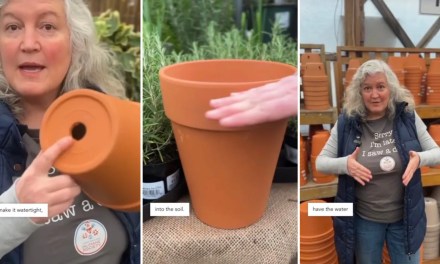 Plant expert demonstrates ancient gardening method to keep plants hydrated: ‘A time-tested watering solution’