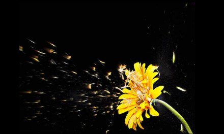 Climate change threatens global food security. Plant pollinators to be hit