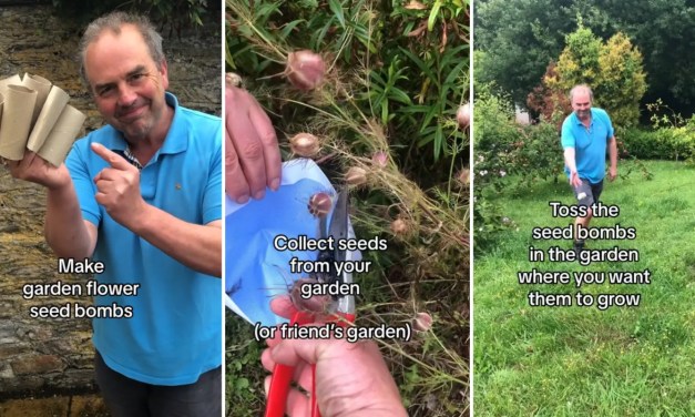 Gardener demonstrates how to make simple ‘seed bombs’ using old toilet paper rolls: ‘Looks easy to do’