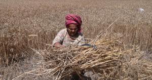 Pakistan on the brink of food insecurity following climate change effects, flawed policies 1
