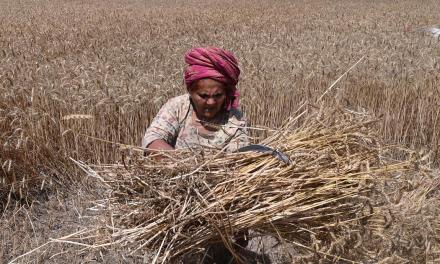 Pakistan on the brink of food insecurity following climate change effects, flawed policies