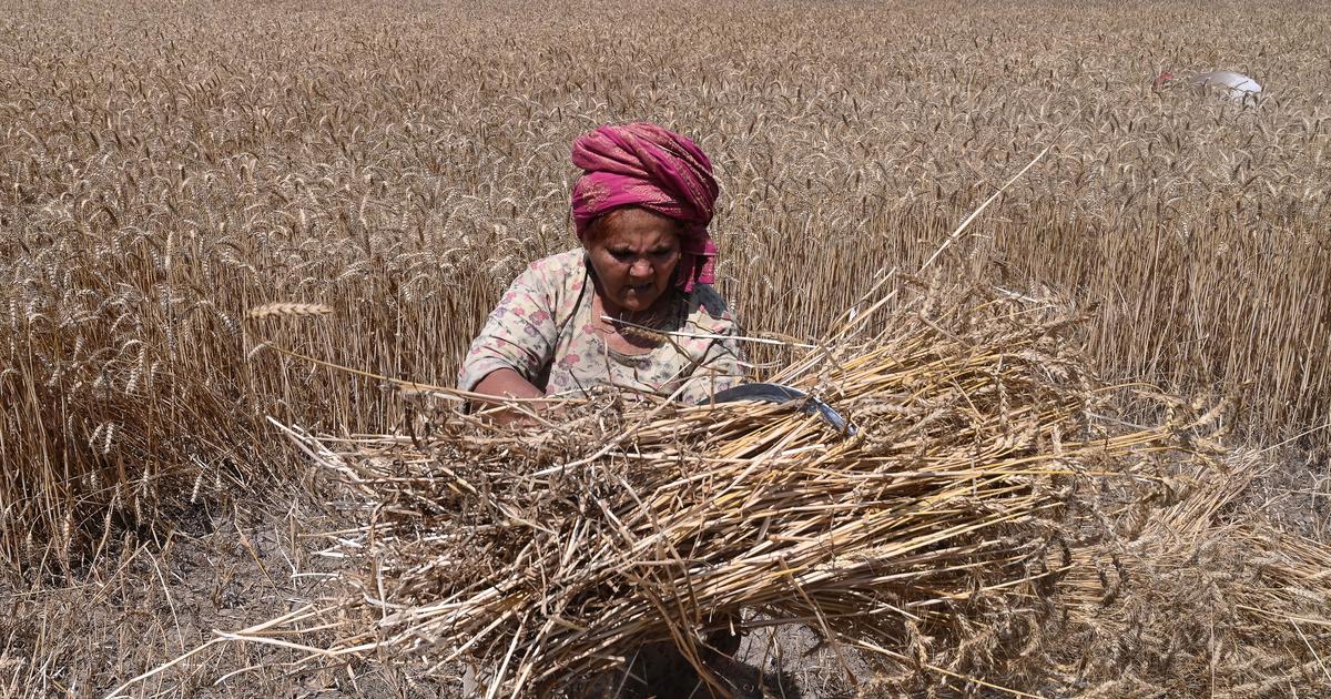 Pakistan on the brink of food insecurity following climate change effects, flawed policies