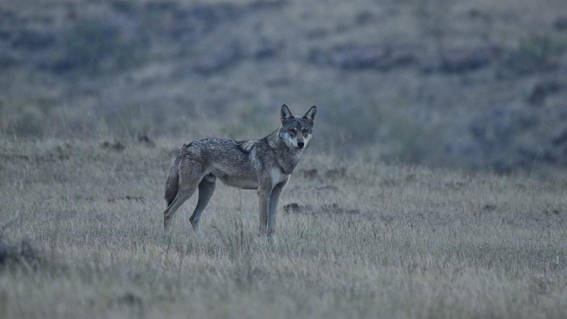 Reeds present a compelling case for conservation in Vikarabad