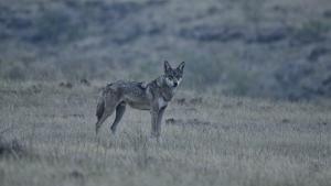 Reeds present a compelling case for conservation in Vikarabad 1