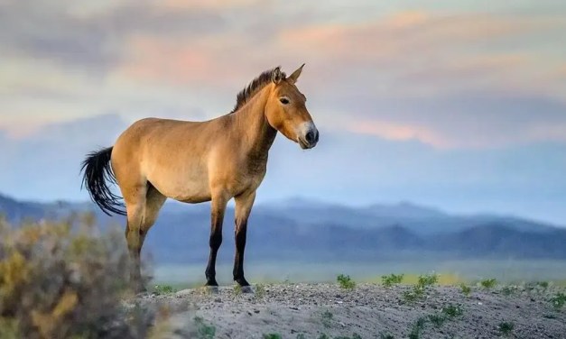 Genome Of The Last Living Wild Horse Species Has Now Been Mapped