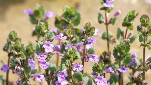 Invasive ground cover plants to avoid – 8 species to watch out for in your yard 1