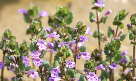 Invasive ground cover plants to avoid – 8 species to watch out for in your yard