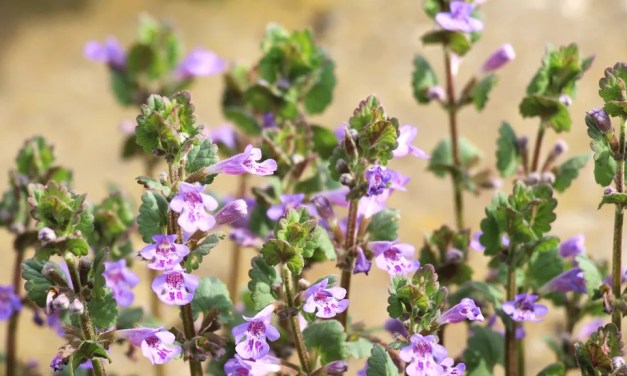 Invasive ground cover plants to avoid – 8 species to watch out for in your yard