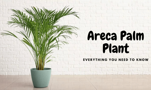 Grow Lush Areca Palms Easily: Ultimate Guide with Top Benefits & Care Tips