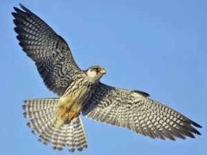 Conserving migratory Amur falcons in eastern Arunachal 1