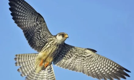 Conserving migratory Amur falcons in eastern Arunachal