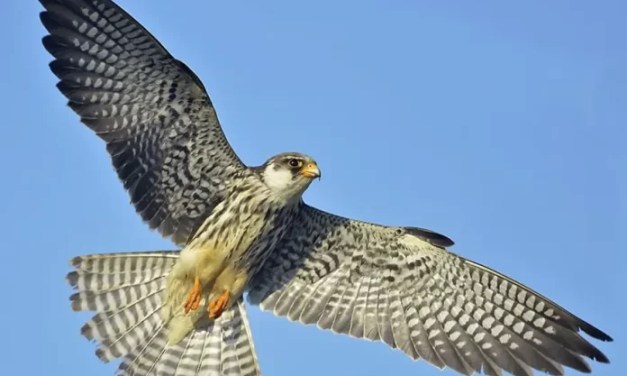 Conserving migratory Amur falcons in eastern Arunachal