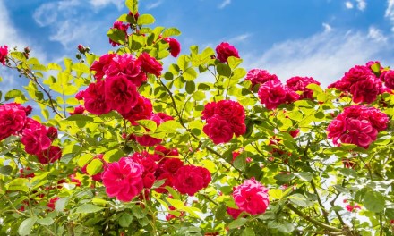 How To Grow A Rose Plant Faster: Top Tips For Quick-Growing Blooms