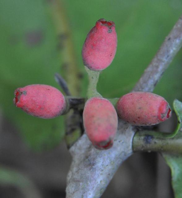 Two bio-geographic hotspots in India yield two new plant species