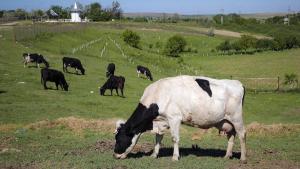 Flatulent cows and pigs will face a carbon tax in Denmark 1