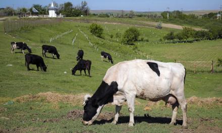 Flatulent cows and pigs will face a carbon tax in Denmark