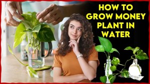 How to Grow Money Plant in Water: Magical Tips for You 1