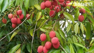 Most Litchi Exporting Country in the World 1