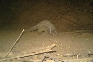 Endangered giant pangolin spotted in Senegal after nearly 24 years 1