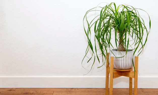 How to care for a ponytail palm tree – 3 expert tips for this unique indoor tree