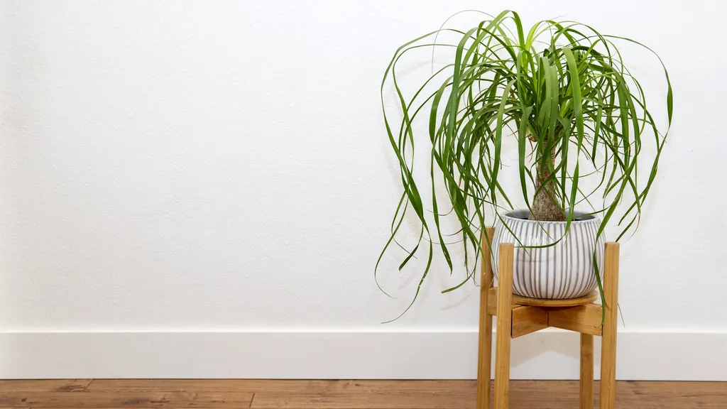 How to care for a ponytail palm tree – 3 expert tips for this unique indoor tree