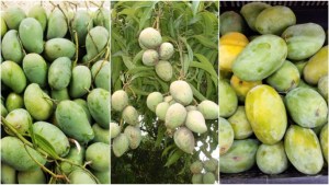 Know your mango: The sweetest ones 'Amrapali, Haribhanga, Langra' are yet to arrive 1