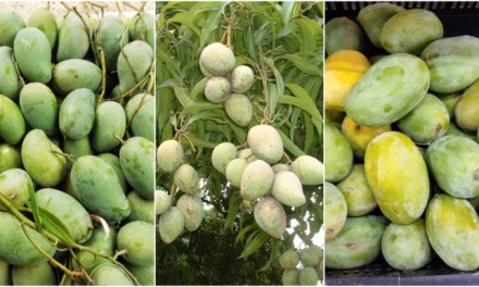 Know your mango: The sweetest ones ‘Amrapali, Haribhanga, Langra’ are yet to arrive