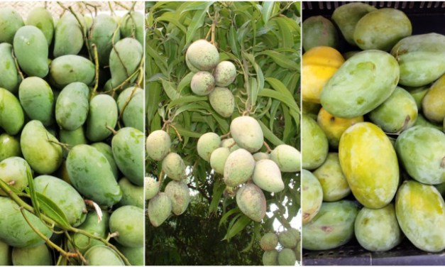 Know your mango: The sweetest ones ‘Amrapali, Haribhanga, Langra’ are yet to arrive