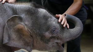 World's smallest elephant in danger of dying out 1