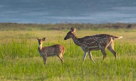Healing a ravaged landscape in India