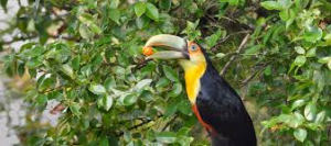Large birds can boost forest carbon storage — if deforestation doesn’t interfere 1