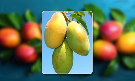 How To Grow Mango Tree In A Pot: A Step-By-Step Guide