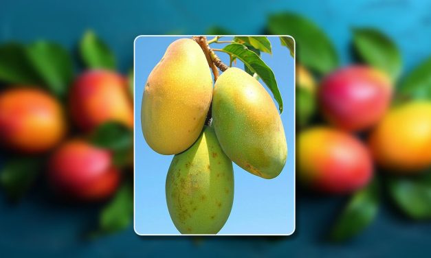How To Grow Mango Tree In A Pot: A Step-By-Step Guide