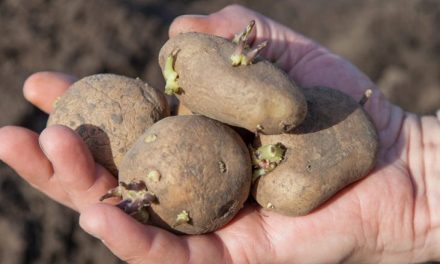 Why sprouted potatoes should be kept at bay?