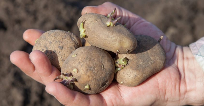 Why sprouted potatoes should be kept at bay?