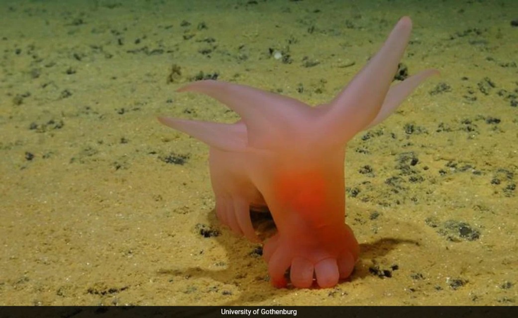 Scientists Stunned By Bizarre New Species In Ocean’s Darkest Depths