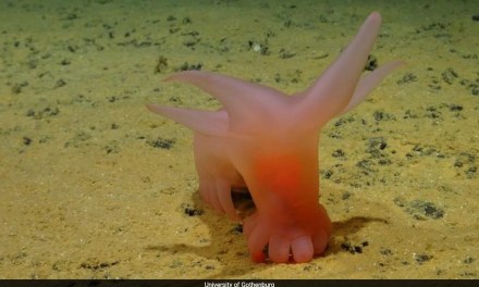 Scientists Stunned By Bizarre New Species In Ocean’s Darkest Depths