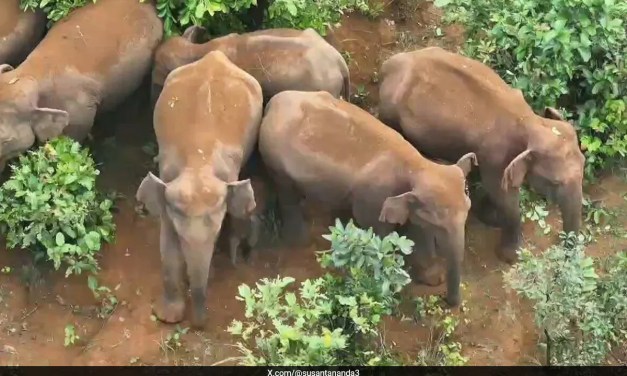 Watch: Baby Elephant Gets “Z++ Security” As Family Stays In Forests Of Bonai