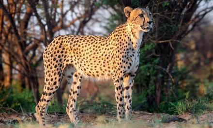 After Kuno, MP Cheetahs To Get A Second Home; Here’s All About It