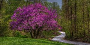 20 Best Pink Trees for a Yard That's Always in Bloom 1
