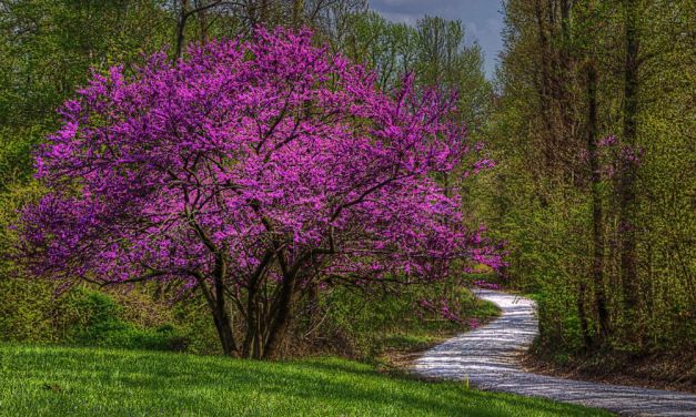 20 Best Pink Trees for a Yard That’s Always in Bloom